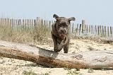 CANE CORSO 220